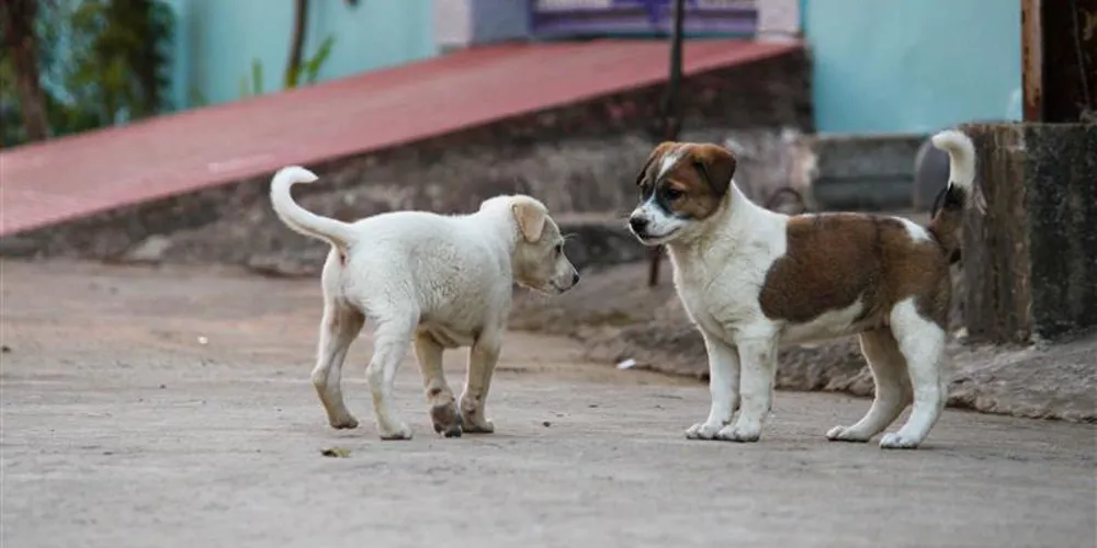 Ga onbezorgd op vakantie: neem geen rabiës mee!